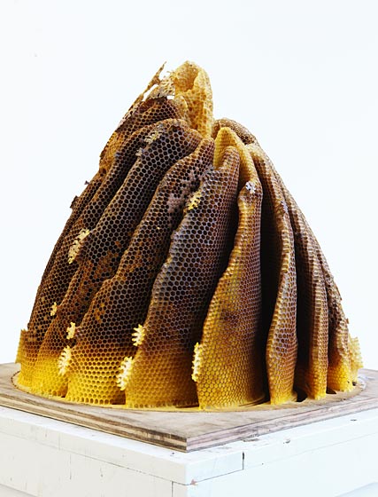 Hillary Berseth's collaboration with honeybees