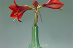 Photographer Martin Klimas Will Send You Dead Flowers Every Morning