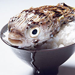 Puff Piece: Fried Blowfish Is So Hot!
