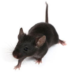 mouse