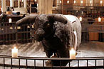 Judge to Mechanical-Bull Victim: Buck Off!