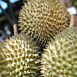 Baoguette Does Durian