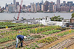 Rooftop Farming