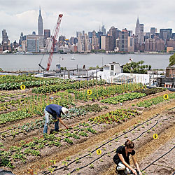 Rooftop Farming