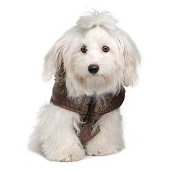He bought this dog's leather jacket, which used to belong to the guy from the Village People. Kidding!