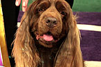Oldest Dog Ever Wins Westminster Dog Show