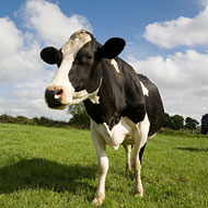 Ever seen a cow with bloodshot eyes?