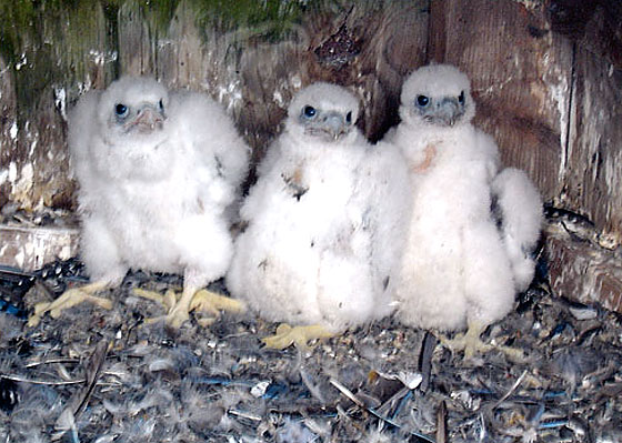 This picture is almost snuggly-wuggly enough for us to forget that these chicks will grow up to be giant, lethal, human-loathing falcons. <i>Almost</i>.