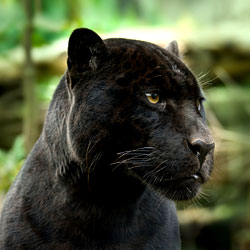 panthers animal depiction