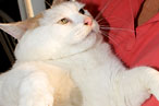 Princess Chunk Outrageously Exploited!