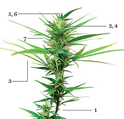 Positive use for Panama Red feminized plant weed
