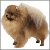 Compleat Pet