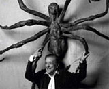 Louise Bourgeois