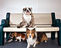 Pet Boarding