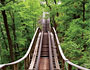 roller coaster