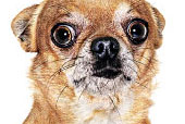 dog runs