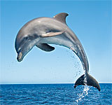 Flipper