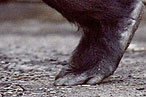 Queens Artist Seeks Bearfoot Man
