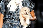 Puppy Walks the Dolce & Gabbana Show in Milan