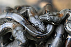 The Latest Spa Craze: Snake Massages