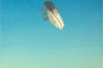 Lauren Gohara Paints a Feather We Can Believe In