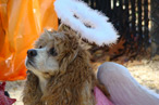 The Best of the Doggy Halloween Costumes