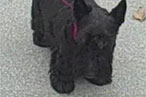 White House Dog Barney Copes, Bites