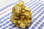 Truffle Kerfuffle: No Takers on 2.5 Pound Specimen
