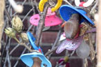 The Mysterious Baby-Pacifier Tree of Borough Park