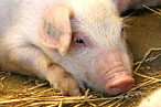 Farting Dutch Pigs Take ‘Times’ Most E-mailed List