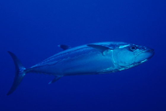Tuna, before it gets to Bar Masa.