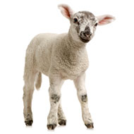 Lamb Is Still Maybe, Sort of, Possibly the Next Big Thing?
