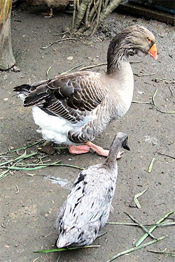 The goose, before dinner.