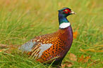 Pheasant was herb-roasted.