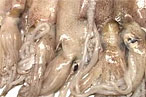 Esca’s Dave Pasternack Battles Not-So-Giant Squid