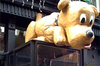 Spots Finds a New, Lonely Home on Mulberry Street