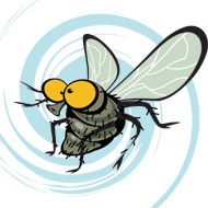 Waiter, There’s a Fly, Maggots, and Mammalian Excreta in My Soup
