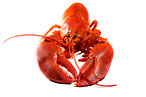 PETA to Repatriate Giant Brooklyn Lobster