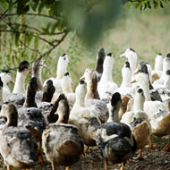 A flush of ducks. (Not Hudson Valley ducks.)