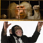 Higgins, above, enjoys HDTV and Mikey, below, does dental work on the side.