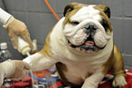 Puppy-Pampering: the Slideshow!