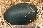 What to Do With Emu Eggs?