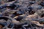 Louisiana Overrun With Alligator Skins, Since No One’s Making Handbags With Them Anymore