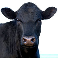 McNally Upgrades Beef Across Balthazar Empire