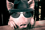 Swine Flu Goes Stealth