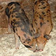 Meet the Pigs You’ll Eat in August