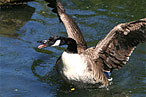Goose Attack on Flight 1549 Was ‘Warning Shot,’ Says Expert