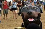 Triumph the Insult Comic Dog Takes Aim at Bonnaroo