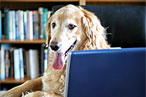 Tomorrow Is Take Your Dog to Work Day
