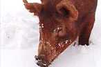 This little piggy ...
